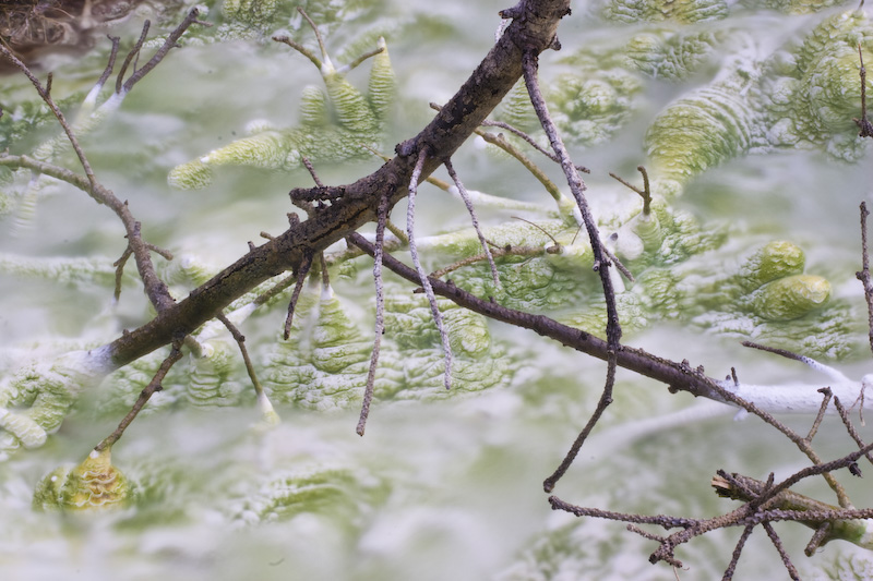 Mineral Encrusted Tree Branches